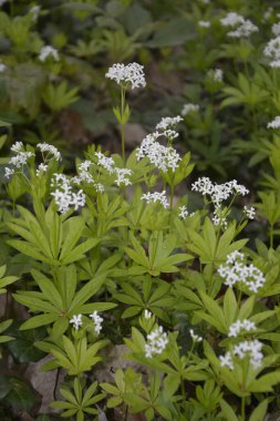 Tatlı odunsu (Galium odoratum) - Çiçekler. İlkbaharda ormanda yatak samanları açar.