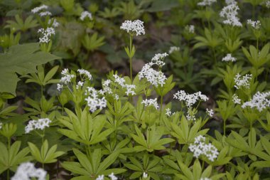 Tatlı odunsu (Galium odoratum) - Çiçekler. İlkbaharda ormanda yatak samanları açar.