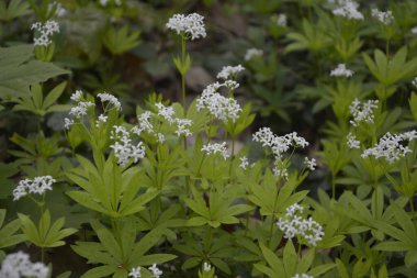 Tatlı odunsu (Galium odoratum) - Çiçekler. İlkbaharda ormanda yatak samanları açar.