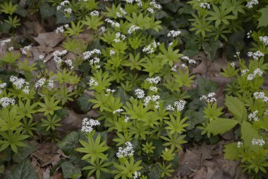 Tatlı odunsu (Galium odoratum) - Çiçekler. İlkbaharda ormanda yatak samanları açar.