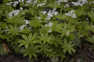 Tatlı odunsu (Galium odoratum) - Çiçekler. İlkbaharda ormanda yatak samanları açar.