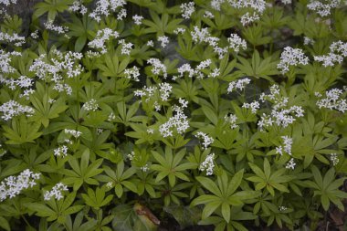 Tatlı odunsu (Galium odoratum) - Çiçekler. İlkbaharda ormanda yatak samanları açar.