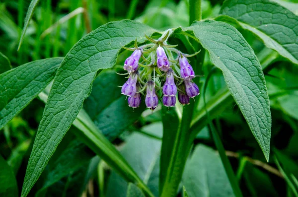 Közönséges Comfrey Virágok Symphytum Officinale — Stock Fotó