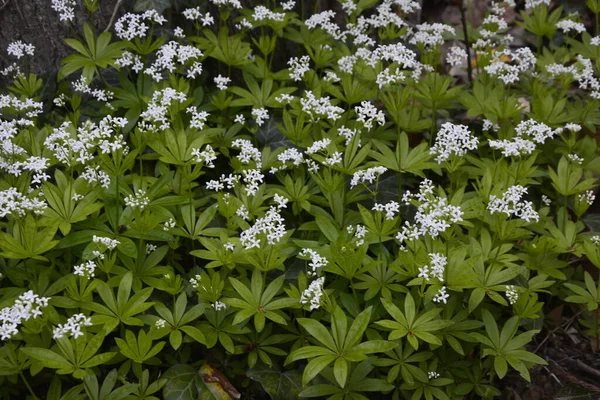 Tatlı Odunsu Galium Odoratum Çiçekler Lkbaharda Ormanda Yatak Samanları Açar — Stok fotoğraf