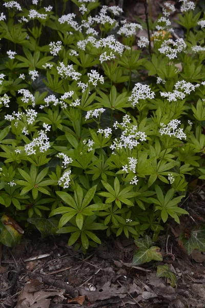 Édes Galium Odoratum Virágok Ágyszalma Virágzik Tavasszal Vadonban Erdőben — Stock Fotó
