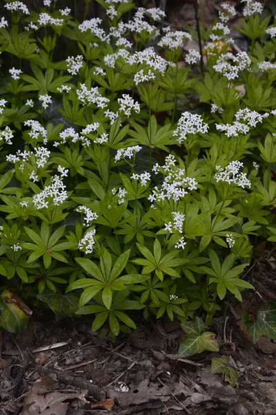 Sladké Dřeviny Galium Odoratum Květy Sláma Kvete Jaře Divočině Lese — Stock fotografie