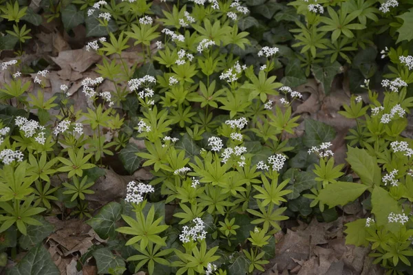 Doux Bois Galium Odoratum Fleurit Paille Lit Fleurit Printemps Dans — Photo