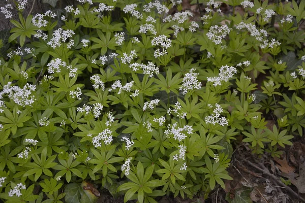 Sweet Woodruff Galium Odoratum Bbsoms Bedstraw Цветет Весной Дикой Природе — стоковое фото