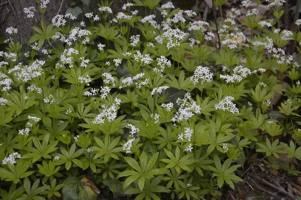 Tatlı Odunsu Galium Odoratum Çiçekler Lkbaharda Ormanda Yatak Samanları Açar — Stok fotoğraf