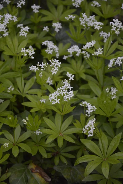 Tatlı Odunsu Galium Odoratum Çiçekler Lkbaharda Ormanda Yatak Samanları Açar — Stok fotoğraf