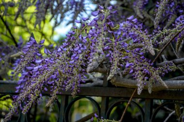 Baharda mavi salkımlar. Baharda mor salkımlar. Baharda mavi salkımlar. Mavi Çin salkımı, bezelye ve Fabaceae familyasından çiçek açan bir bitki türü..