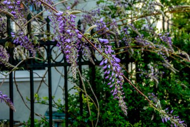 Baharda mavi salkımlar. Baharda mor salkımlar. Baharda mavi salkımlar. Mavi Çin salkımı, bezelye ve Fabaceae familyasından çiçek açan bir bitki türü..