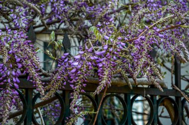 Baharda mavi salkımlar. Baharda mor salkımlar. Baharda mavi salkımlar. Mavi Çin salkımı, bezelye ve Fabaceae familyasından çiçek açan bir bitki türü..