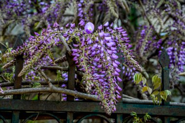 Baharda mavi salkımlar. Baharda mor salkımlar. Baharda mavi salkımlar. Mavi Çin salkımı, bezelye ve Fabaceae familyasından çiçek açan bir bitki türü..