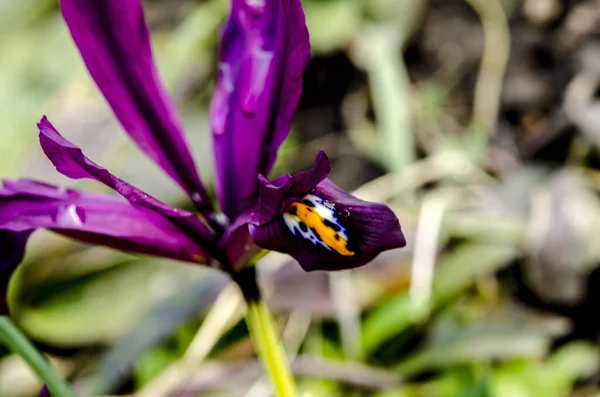 Iris Reticulata Iridodictyum Canteiro Flores Cores Violeta Amarela — Fotografia de Stock