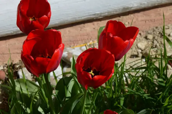 Feld Der Roten Tulpen Buntes Tulpenblumenfeld Voller Blüte Viele Rote — Stockfoto