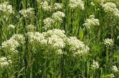 Lepidium kampı, Pepperwort. Baharda çekilmiş vahşi bir bitki. Saha bitkisi çiçekleri, Lepidium kampı, bir tarlada..