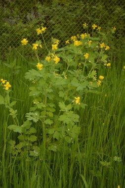bitki örtüsünün başlangıcında bir selandin yapraklarının radikal soketi