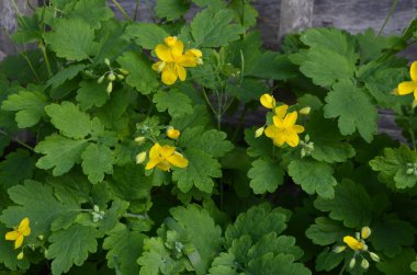 bitki örtüsünün başlangıcında bir selandin yapraklarının radikal soketi