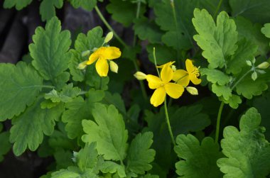 bitki örtüsünün başlangıcında bir selandin yapraklarının radikal soketi