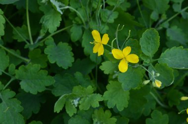 bitki örtüsünün başlangıcında bir selandin yapraklarının radikal soketi