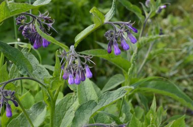 Comfrey çiçekleri, Symphytum officinale,