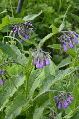 Comfrey çiçekleri, Symphytum officinale,