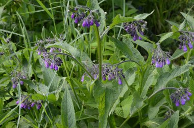 Comfrey çiçekleri, Symphytum officinale,