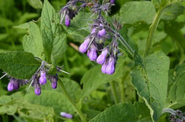 Comfrey çiçekleri, Symphytum officinale,
