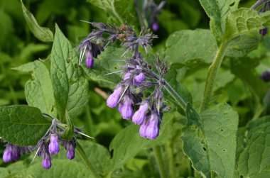 Comfrey çiçekleri, Symphytum officinale,
