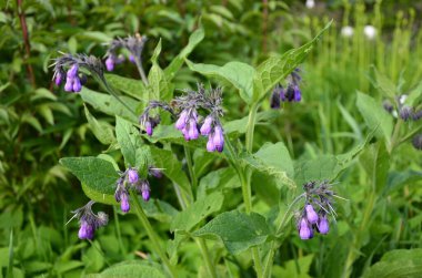 Comfrey çiçekleri, Symphytum officinale,