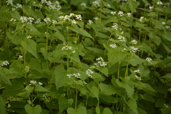 Çiçekler Yeşil Yapraklı Çalılık Sarımsak Bitkisi Alliaria Petiolata Hardalgiller Brassicaceae — Stok fotoğraf