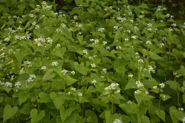 Heckenknoblauchpflanzen Alliaria Petiolata Mit Blüten Und Grünen Blättern Alliaria Petiolata — Stockfoto