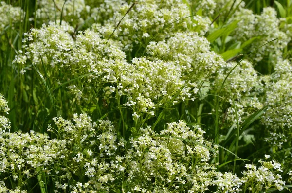 Lepidium Campestre Pepperwort Wild Plant Photographed Spring Field Pepperwort Flowers — Stock Photo, Image
