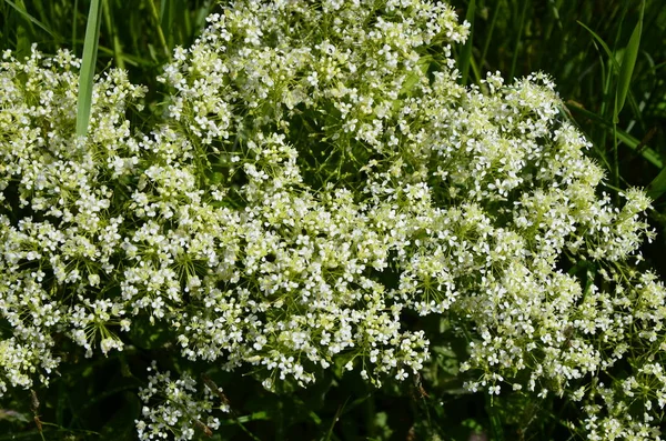 캠프스 사진을 Field Pepperwort Lepidium Campestre Field — 스톡 사진