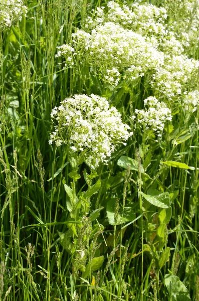 Lepidium Campestre Pepperwort Divoká Rostlina Vyfocená Jaře Polní Peprné Květy — Stock fotografie