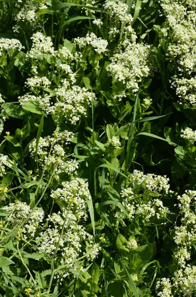 Lepidium Campestre Pepperwort Дикое Растение Сфотографировано Весной Полевые Цветы Перцового — стоковое фото