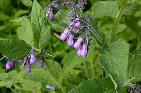 Comfrey çiçekleri, Symphytum officinale,