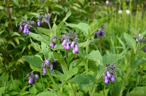 Comfrey çiçekleri, Symphytum officinale,