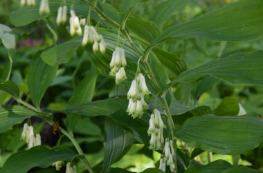 Kral Süleyman 'ın Mührü (Polygonatum odoratum) tam çiçek içinde. Polygonatum tomurcuklanması