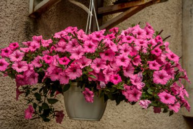 Çiçek açan petunya surfinianın arka planı. Pembe Petunya Çiçekleri Baharda. Surfinia çiçekleri..