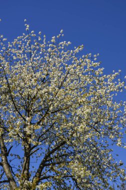 Tatlı kirazların açan beyaz kiraz çiçekleri (Prunus avium, yabani kiraz, gean, kuş kirazı).. bahar çiçekleri.