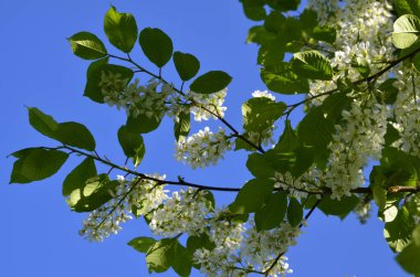 Genel kuş kirazı (Prunus padus). Arkeolojik kazıların sonuçlarına göre, kiraz meyvesi taş devri adamı tarafından kullanıldı..