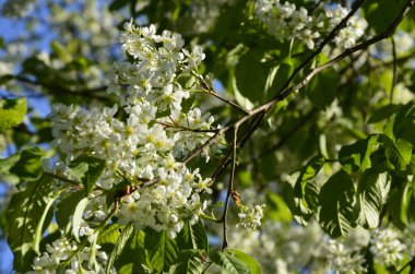 Genel kuş kirazı (Prunus padus). Arkeolojik kazıların sonuçlarına göre, kiraz meyvesi taş devri adamı tarafından kullanıldı..