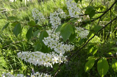 Genel kuş kirazı (Prunus padus). Arkeolojik kazıların sonuçlarına göre, kiraz meyvesi taş devri adamı tarafından kullanıldı..