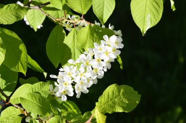 Genel kuş kirazı (Prunus padus). Arkeolojik kazıların sonuçlarına göre, kiraz meyvesi taş devri adamı tarafından kullanıldı..