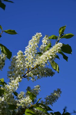 Genel kuş kirazı (Prunus padus). Arkeolojik kazıların sonuçlarına göre, kiraz meyvesi taş devri adamı tarafından kullanıldı..