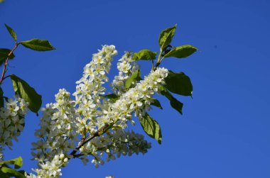 Genel kuş kirazı (Prunus padus). Arkeolojik kazıların sonuçlarına göre, kiraz meyvesi taş devri adamı tarafından kullanıldı..