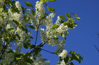 Genel kuş kirazı (Prunus padus). Arkeolojik kazıların sonuçlarına göre, kiraz meyvesi taş devri adamı tarafından kullanıldı..