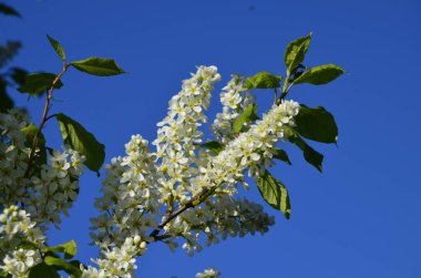 Genel kuş kirazı (Prunus padus). Arkeolojik kazıların sonuçlarına göre, kiraz meyvesi taş devri adamı tarafından kullanıldı..